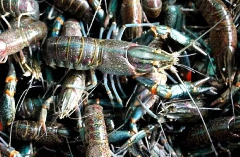ilustrasi lobster